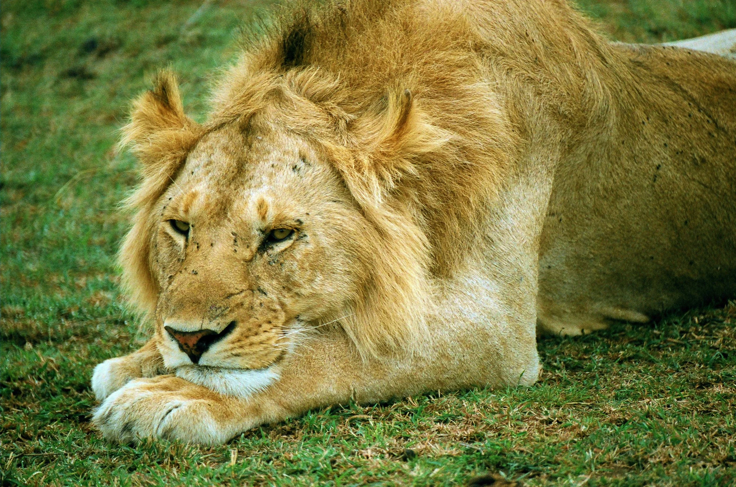 Lazy Lion — Ted Schiffman Photography